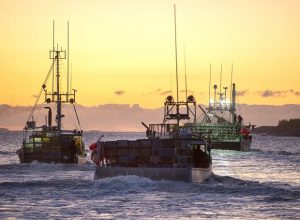 Read more about the article Nova Scotia’s lobster industry fears prolonged effects of coronavirus outbreak as exports halted, prices drop